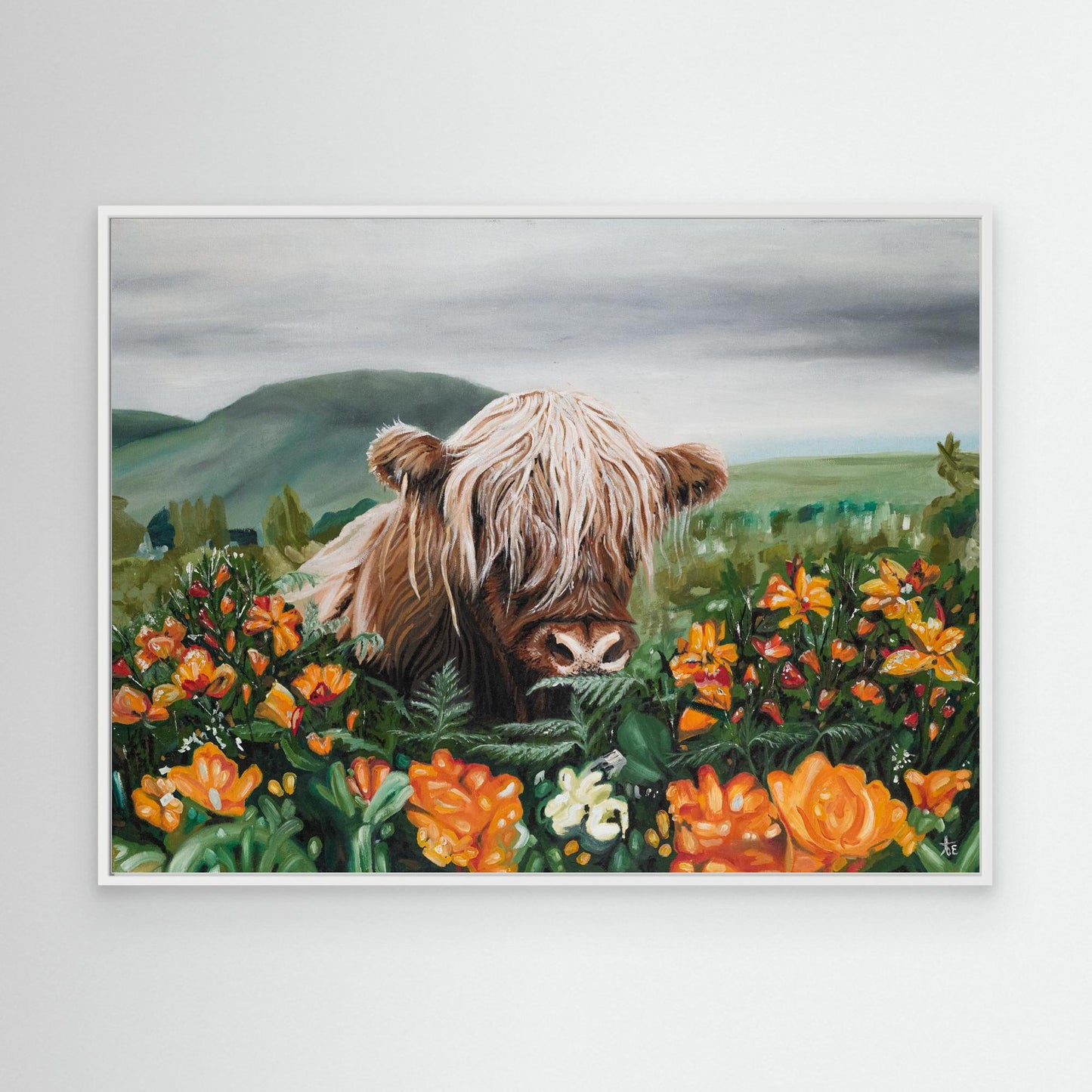 Highland cow