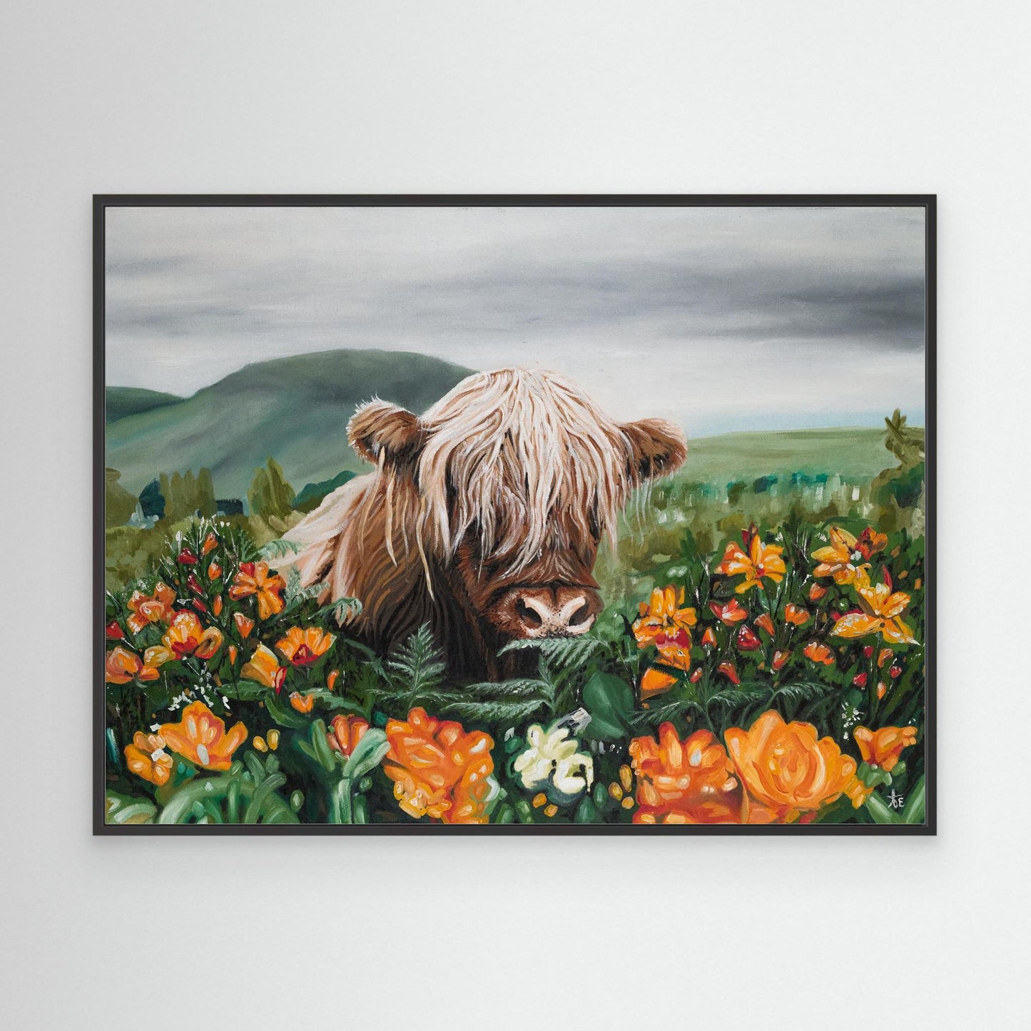 Highland cow