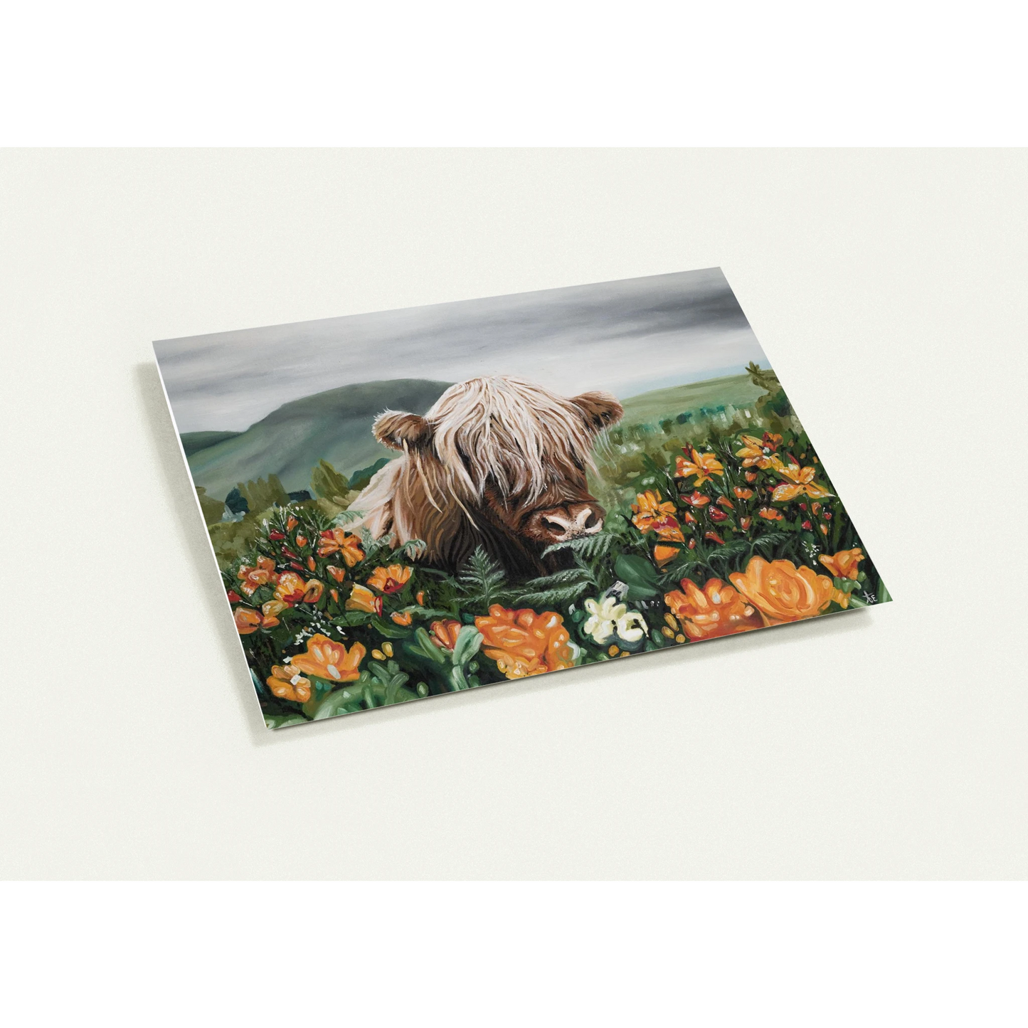 Highland cow