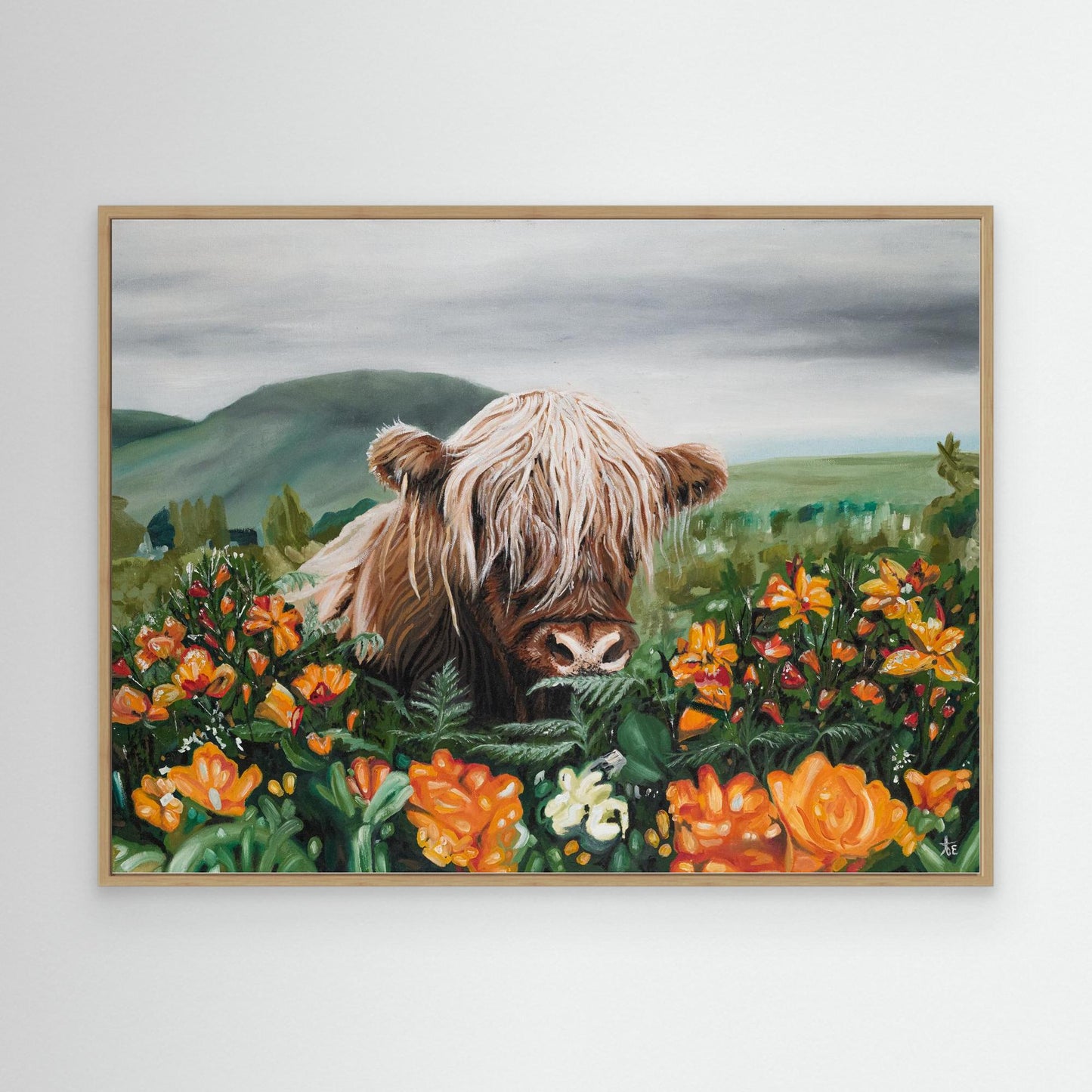 Highland cow