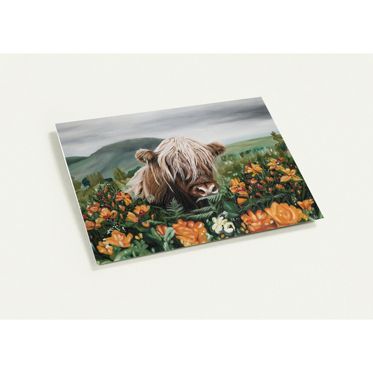 Highland cow